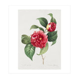 Pierre-Joseph Redouté – Finest Flowers and Fruits (1833) (Print Only) thumbnail