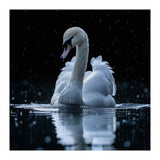 Majestic Swan Swimming In Dark Water (Print Only) thumbnail