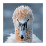 Majestic Swan Covered In Frost And Snow (Print Only) thumbnail