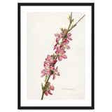 Royal Charles Steadman – Peach (Prunus persica) (1924) thumbnail