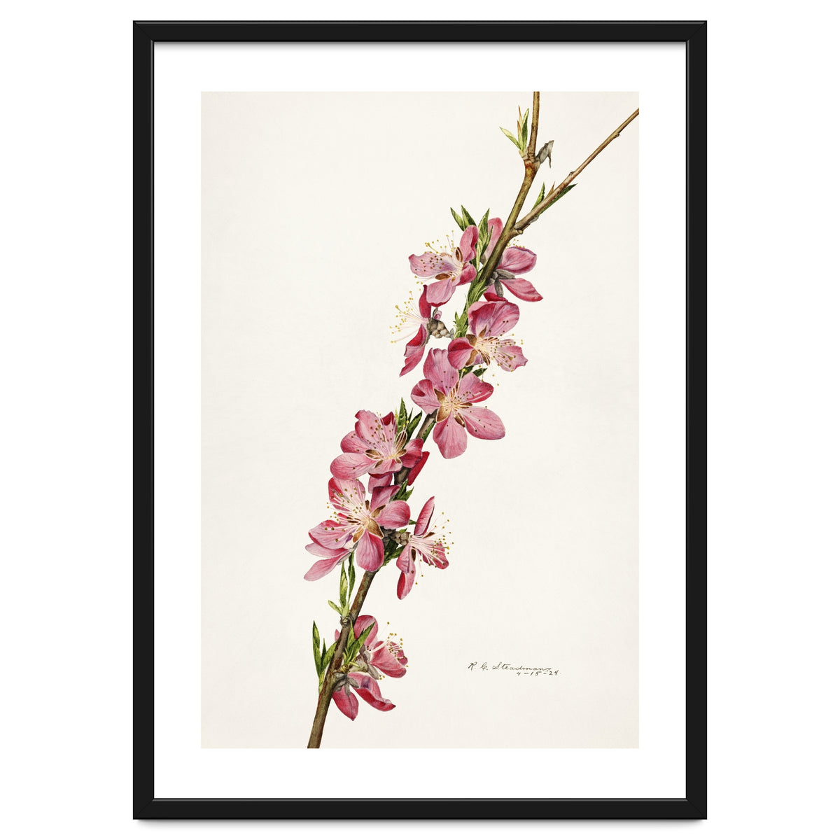 Royal Charles Steadman – Peach (Prunus persica) (1924)