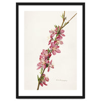 Royal Charles Steadman – Peach (Prunus persica) (1924)