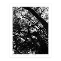 Tree Black Silhouette (Print Only)
