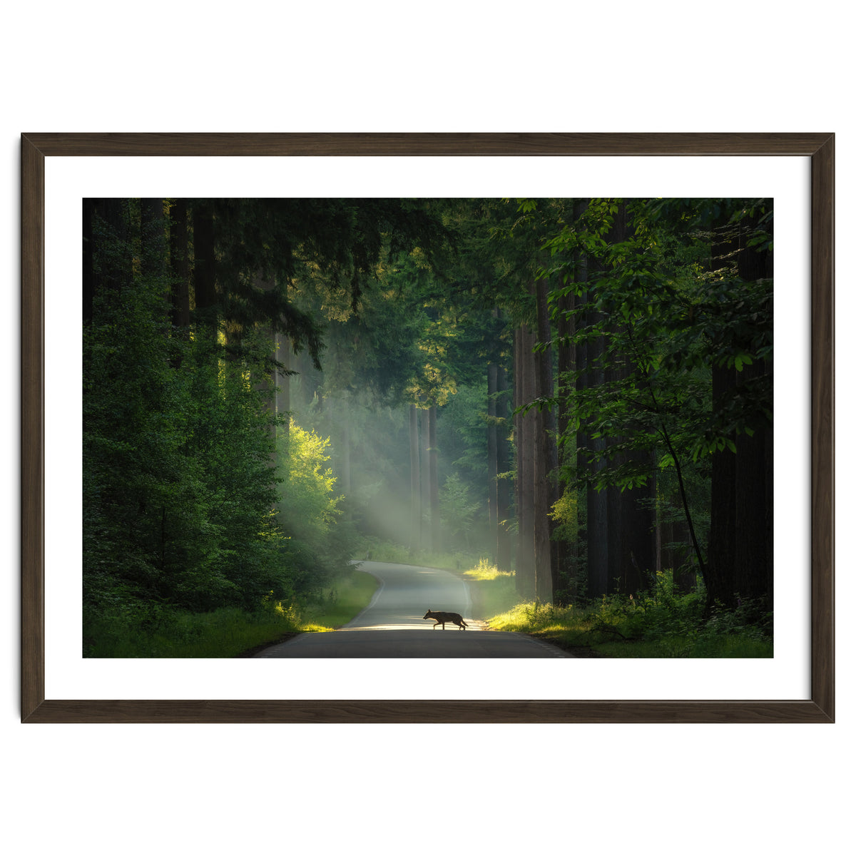 Wolf in the Netherlands