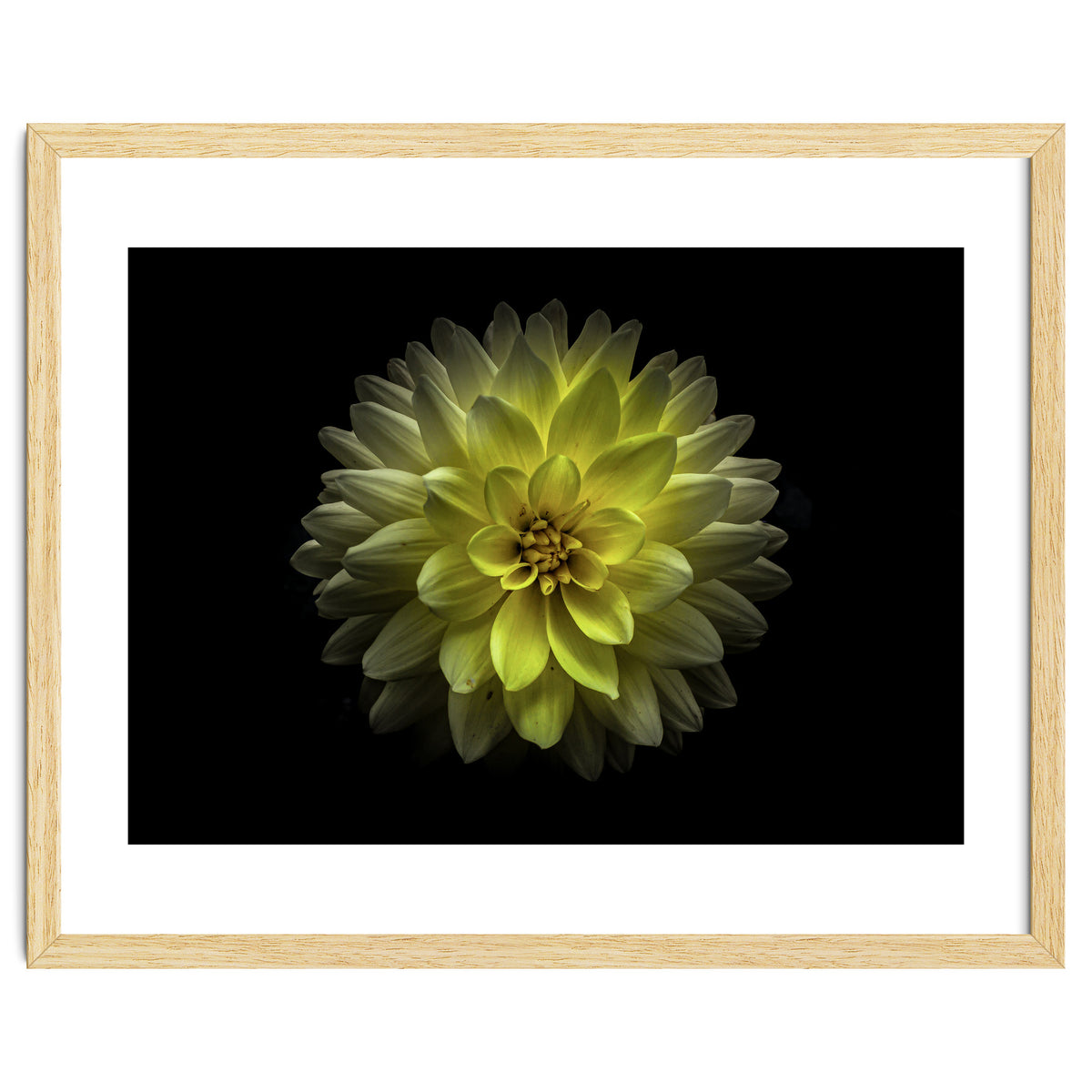 Backyard Flowers No 128 Color Version