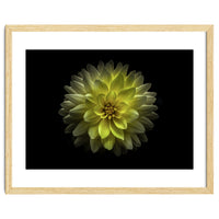 Backyard Flowers No 128 Color Version