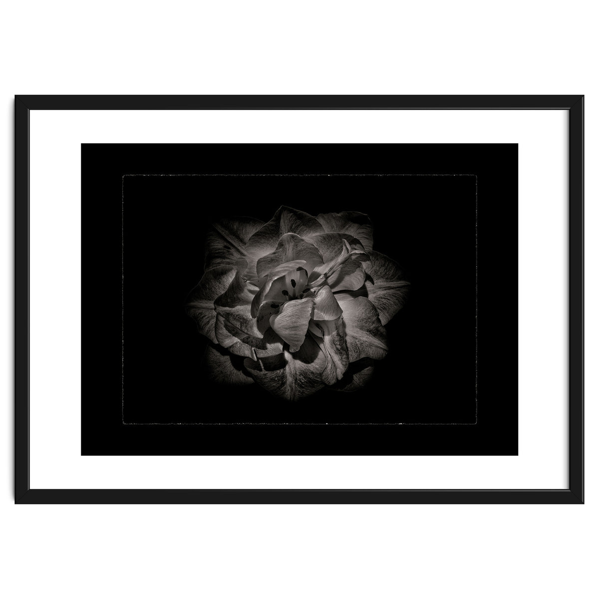 Backyard Flowers In Black And White No 81 with Border