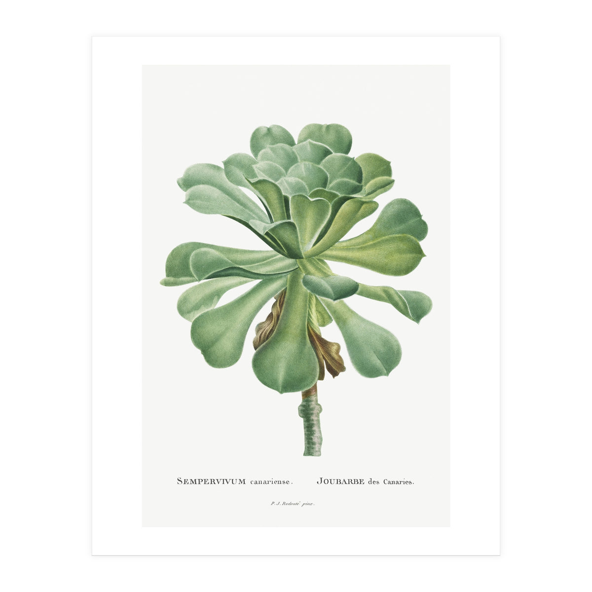 Pierre-Joseph Redouté – Sempervivum Canariense (1799) (Print Only)