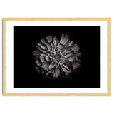 Backyard Flowers In Black And White No 79 thumbnail