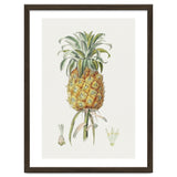 Pineapple (Hand Drawn Botanical Illustration) thumbnail