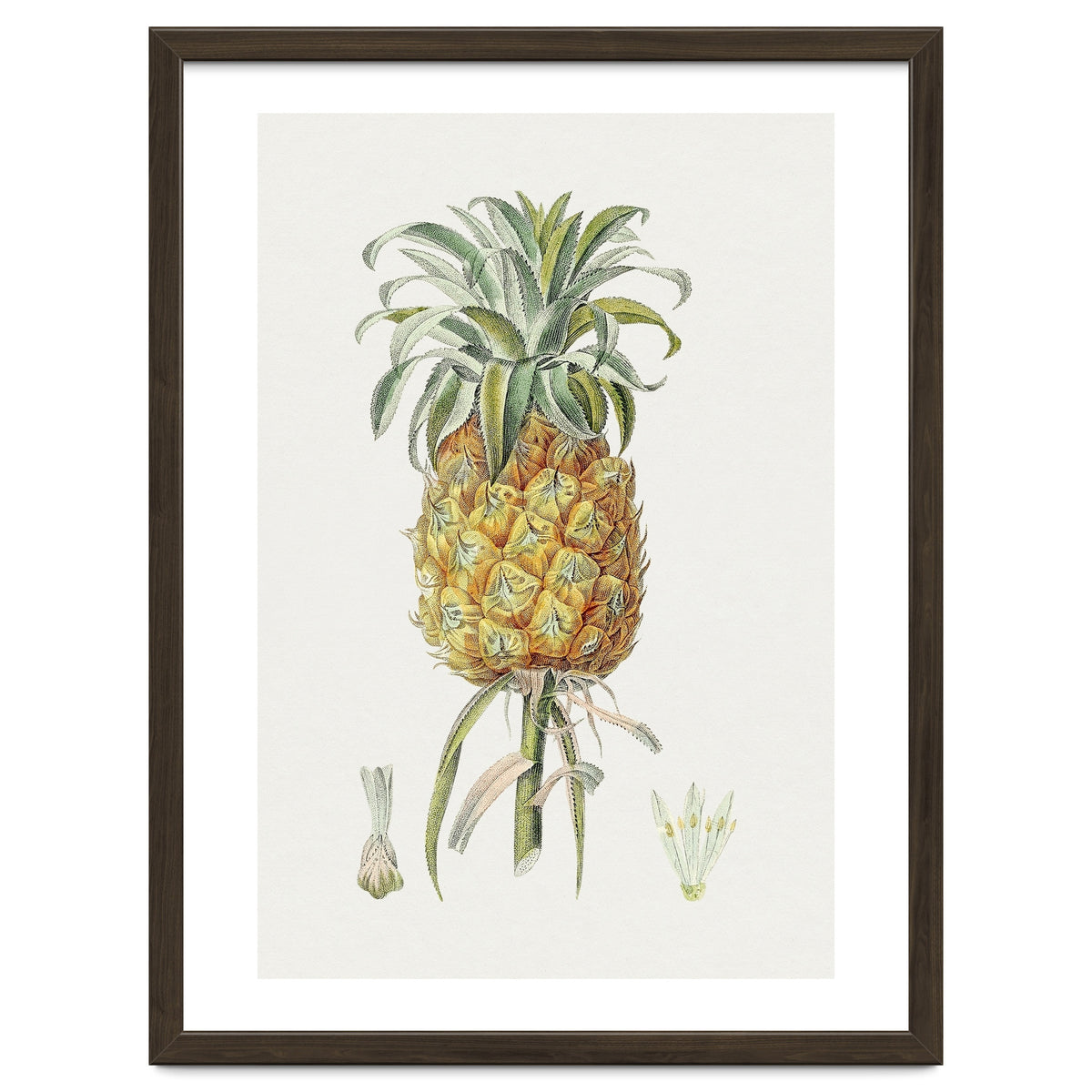 Pineapple (Hand Drawn Botanical Illustration)