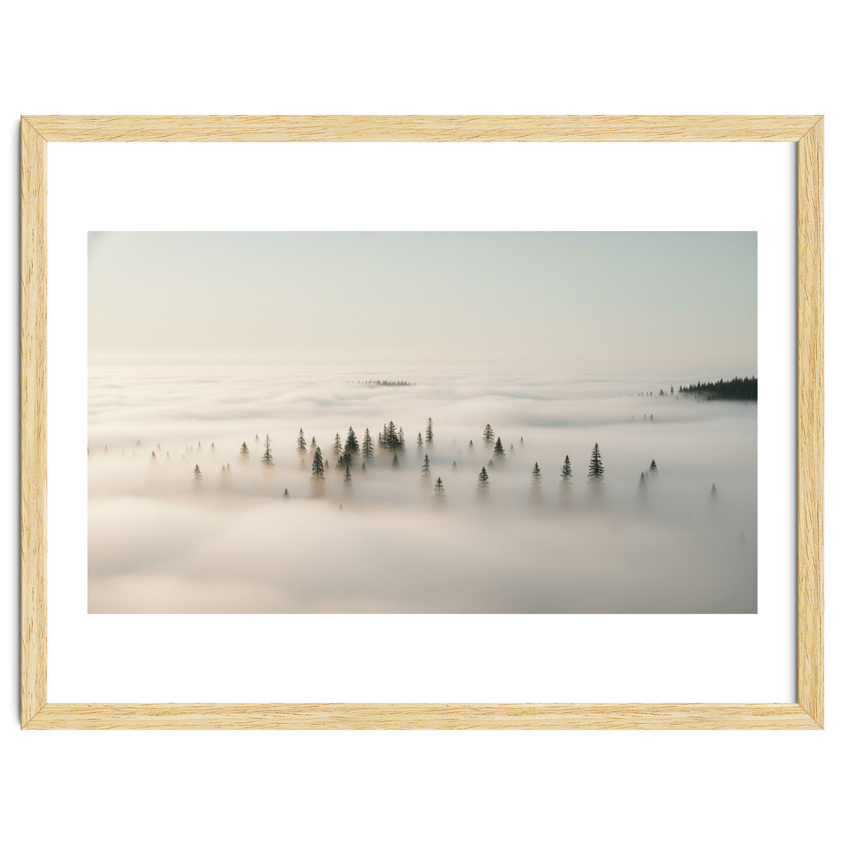 Misty Peaks: Pine Forest Above the Clouds
