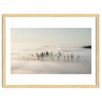 Misty Peaks: Pine Forest Above the Clouds