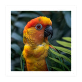 Close Up Of A Colorful Sun Conure Parrot (Print Only) thumbnail