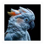 Close Up Of A Cockatoo Parrot Head (Print Only) thumbnail