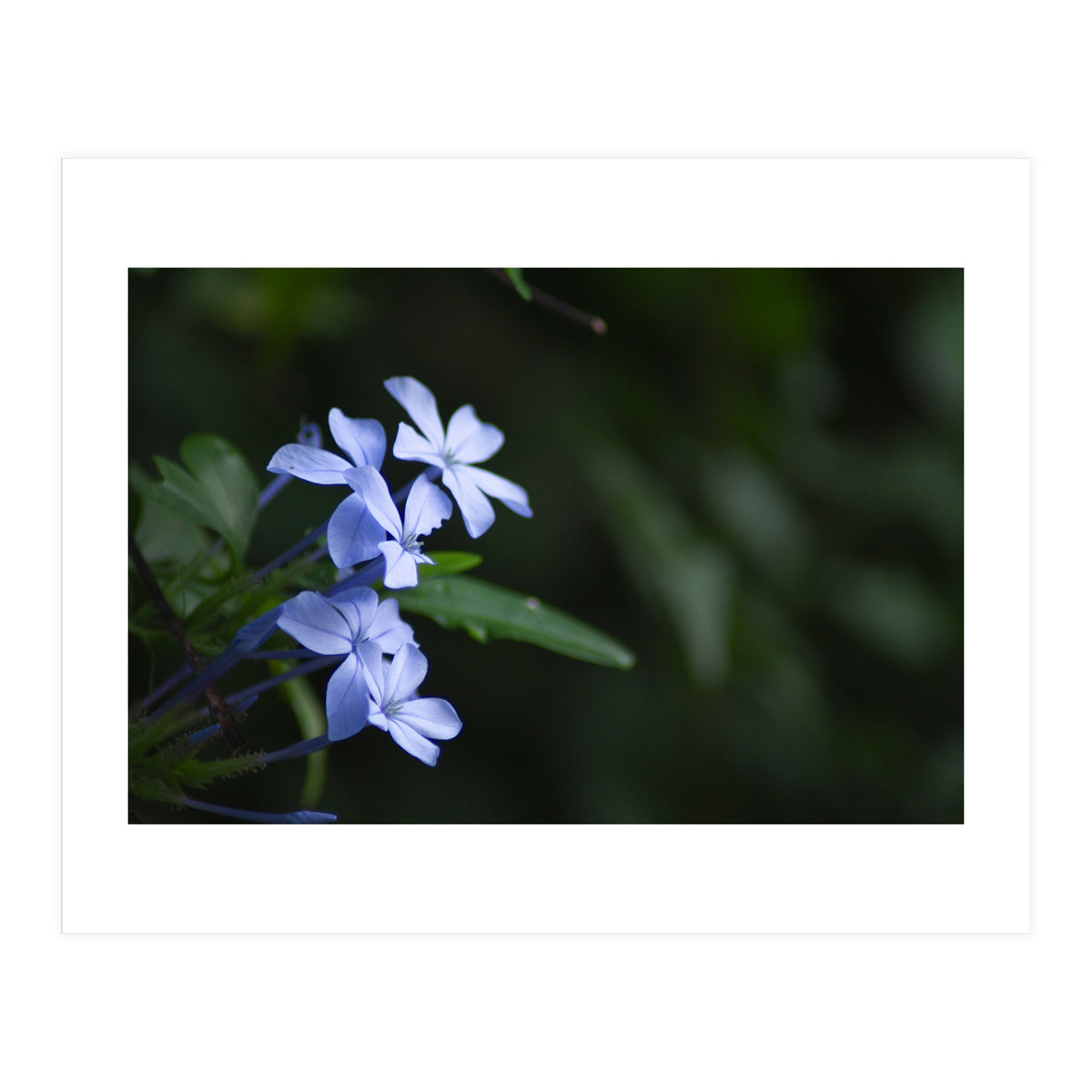 BLOSSOM. (Print Only)