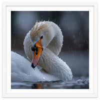 White Swan Bird With Water Droplets In Rain