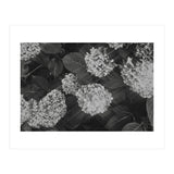 Hydrangeas | Black & White Landscape (Print Only) thumbnail