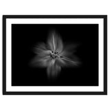Backyard Flowers In Black And White No 28 Flow Version thumbnail