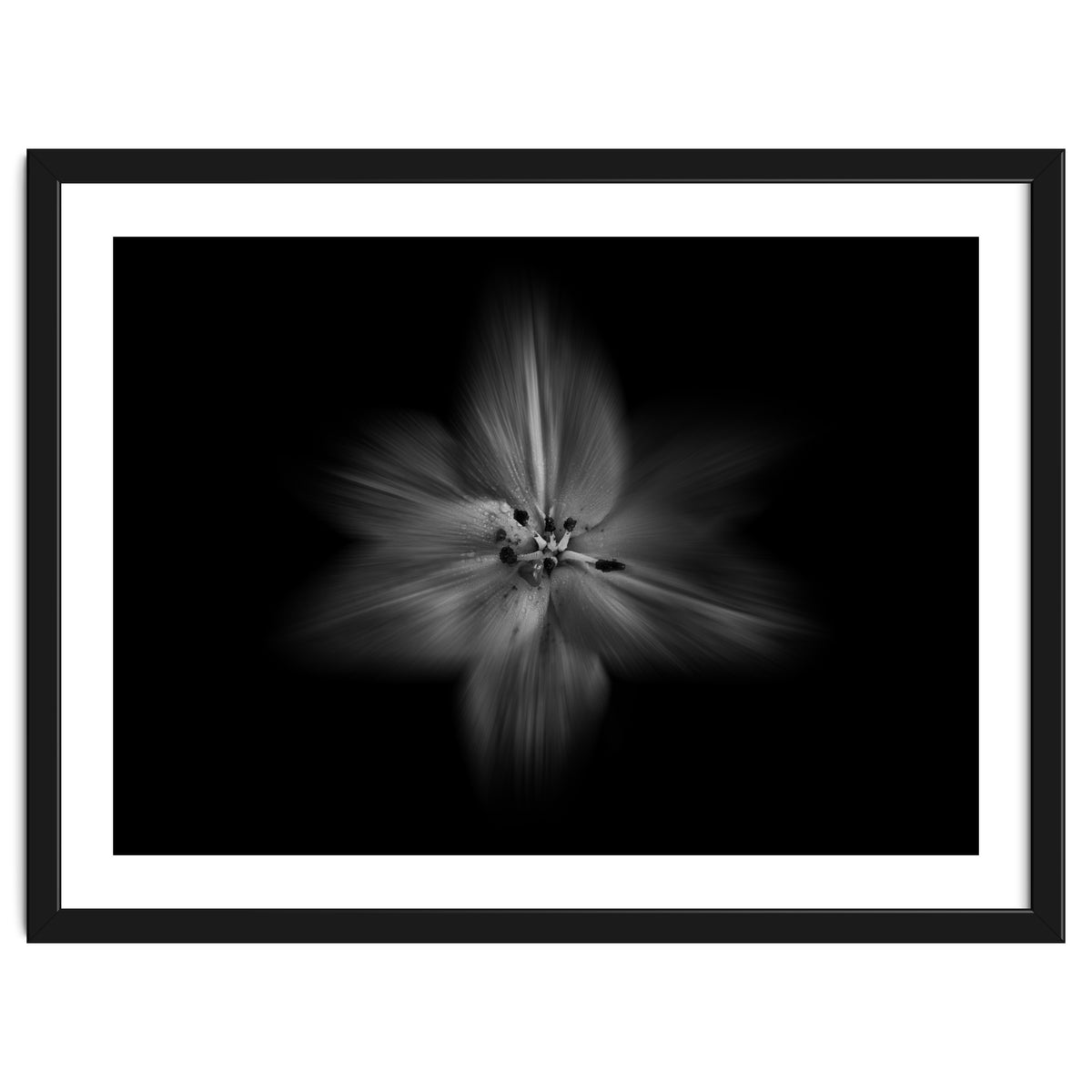 Backyard Flowers In Black And White No 28 Flow Version