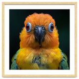 Close Up Sun Conure Parrot Portrait Eyes thumbnail