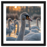 Close Up Of Swan With Water Droplets At Sunrise thumbnail