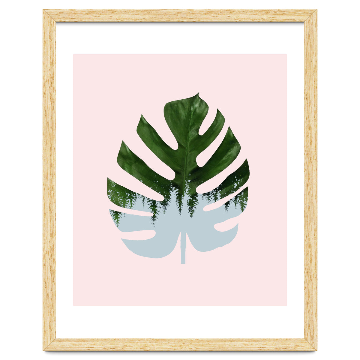 Monstera