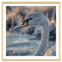 Close Up Of A Swan Covered In Frost