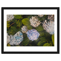 Hydrangeas | Landscape