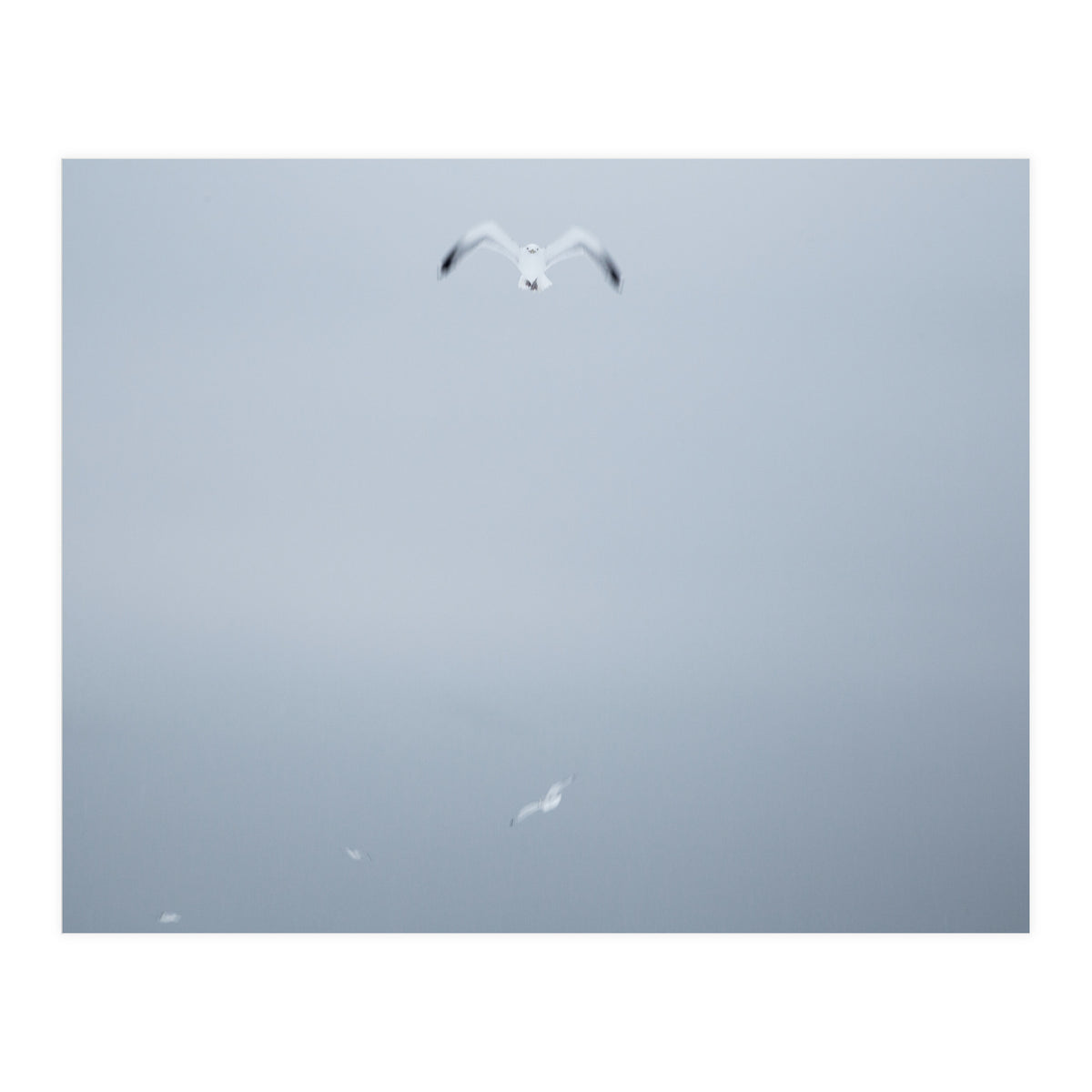 A flying seagull in the winter sky (Print Only)