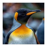 King Penguin With Water Droplets On Its Head (Print Only) thumbnail