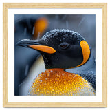 King Penguin Close Up In Snowfall thumbnail