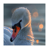 Close Up Of A Swan With Water Droplets (Print Only) thumbnail