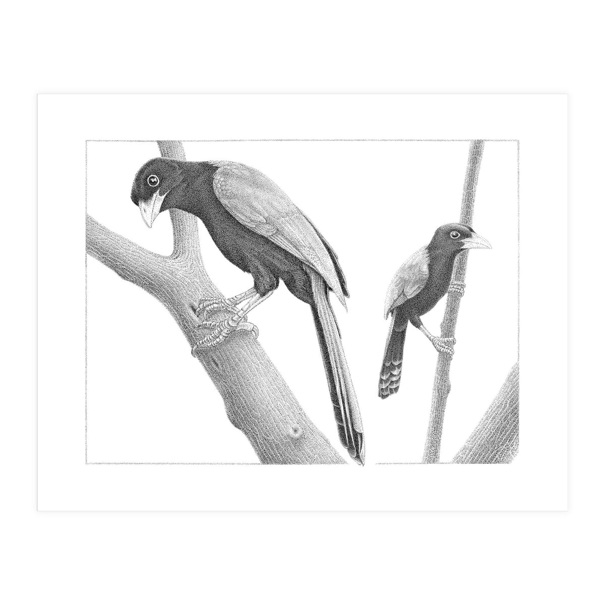 Yucatan Jays (Print Only)
