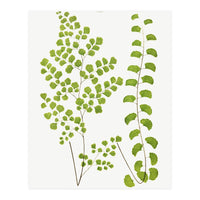Edward Joseph Lowe – Adiantum Assimile and Adiantum Lunulatum (1856–1860) (Print Only)