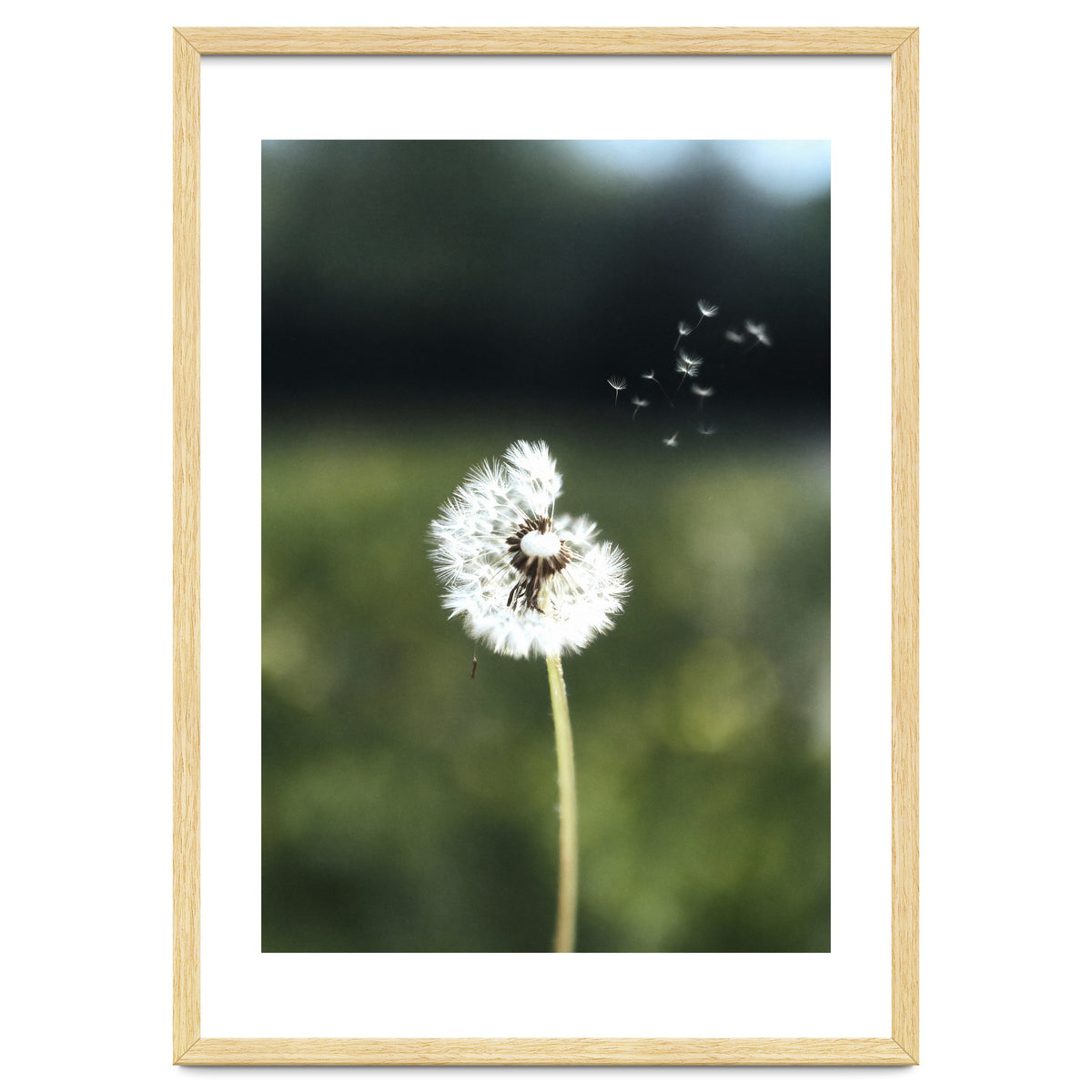 Dandelion Wish Photography