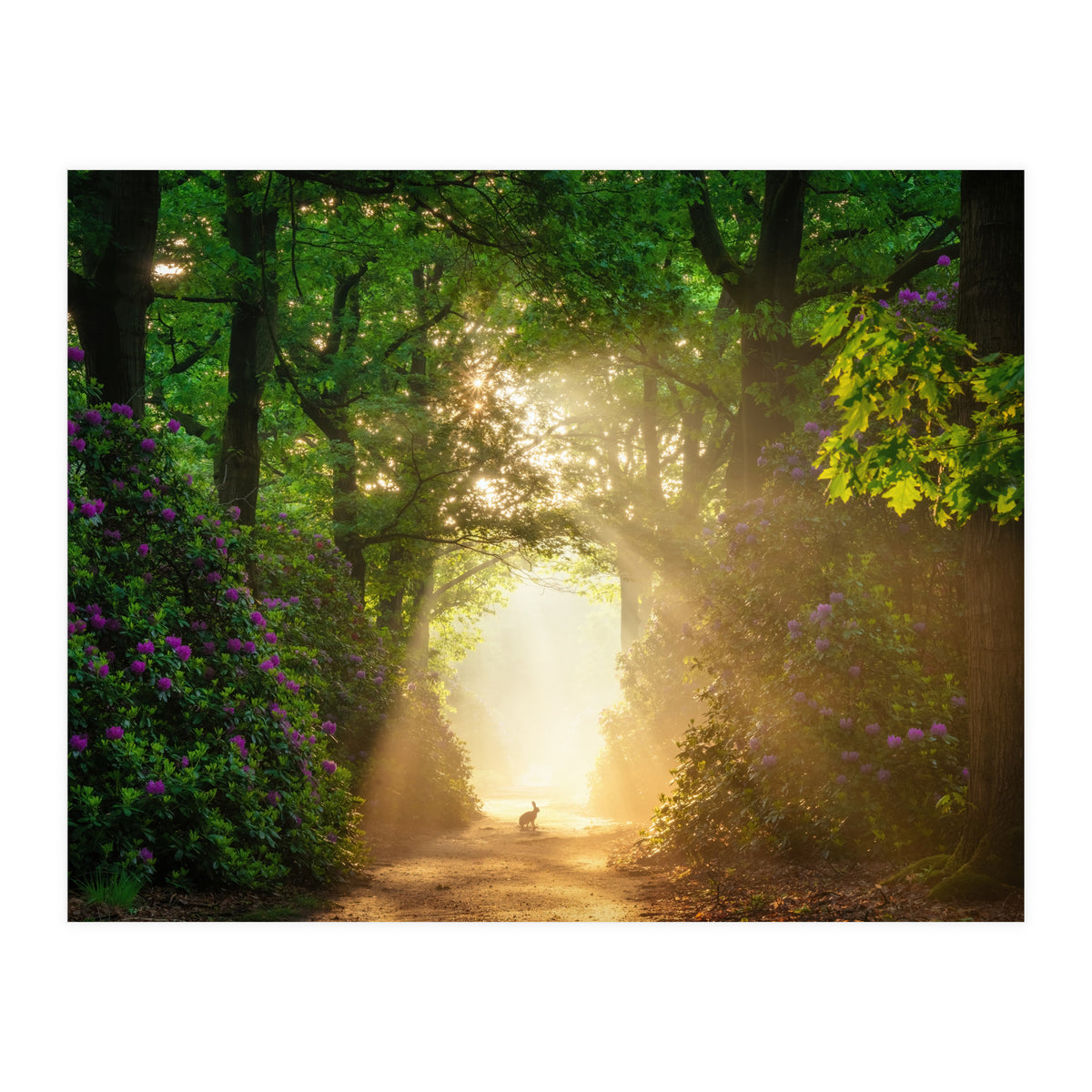 Hare in paradise (Print Only)