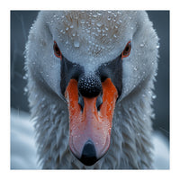 Close Up Of A Swan's Face With Water Droplets (Print Only)