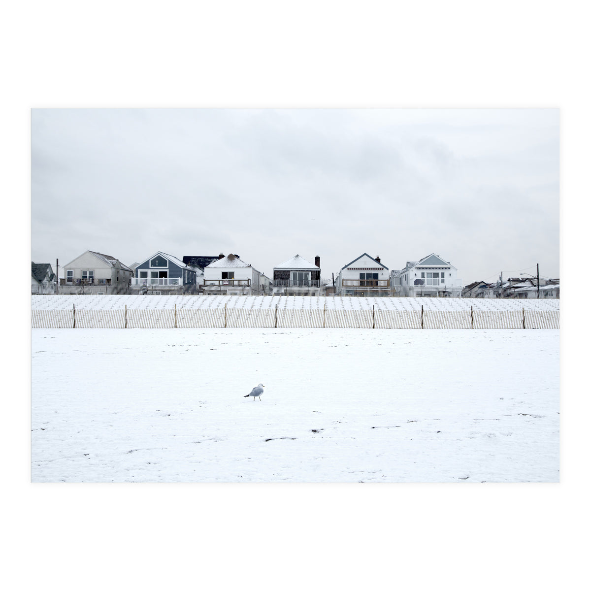 A seagull and snow covered houses (Print Only)