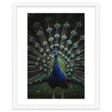 Peacock Portrait Photography thumbnail