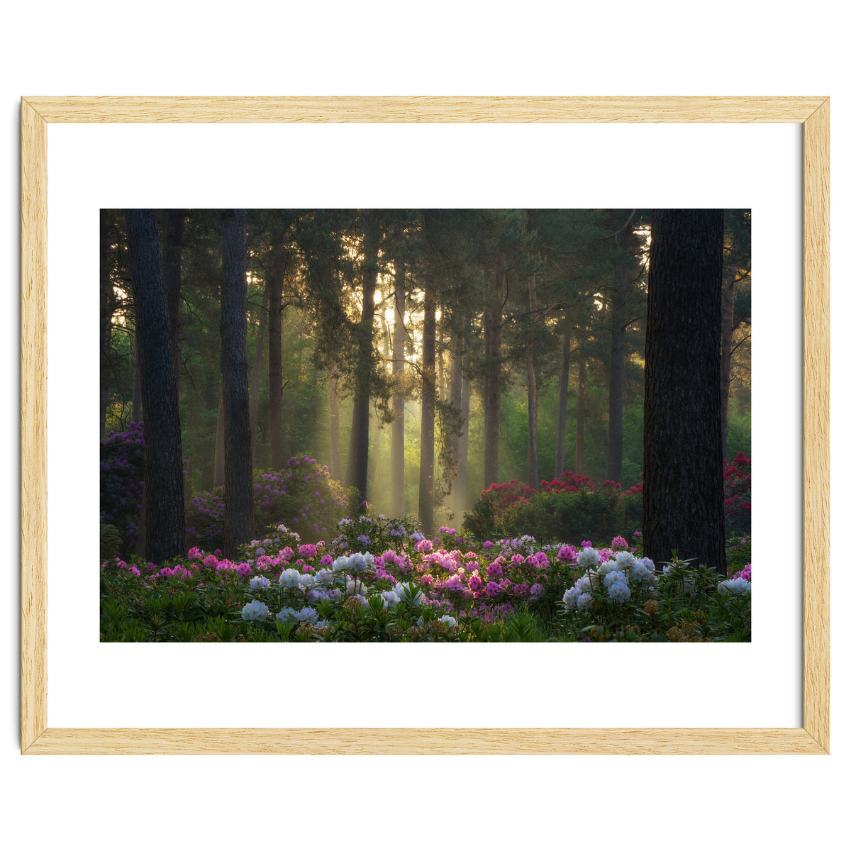Rhododendron forest