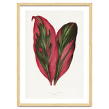 Alexander Francis Lydon & Benjamin Fawsett – Pink Dracaena Terminalis Leaf (1865) thumbnail
