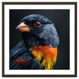 Black Bird With Red Eyes And Orange Chest Feathers thumbnail