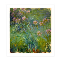 Claude Monet (1840-1926). Agapanthus. (Print Only)