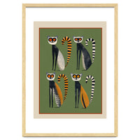 Striped Lemurs