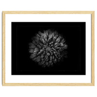 Backyard Flowers In Black And White No 68 with Border