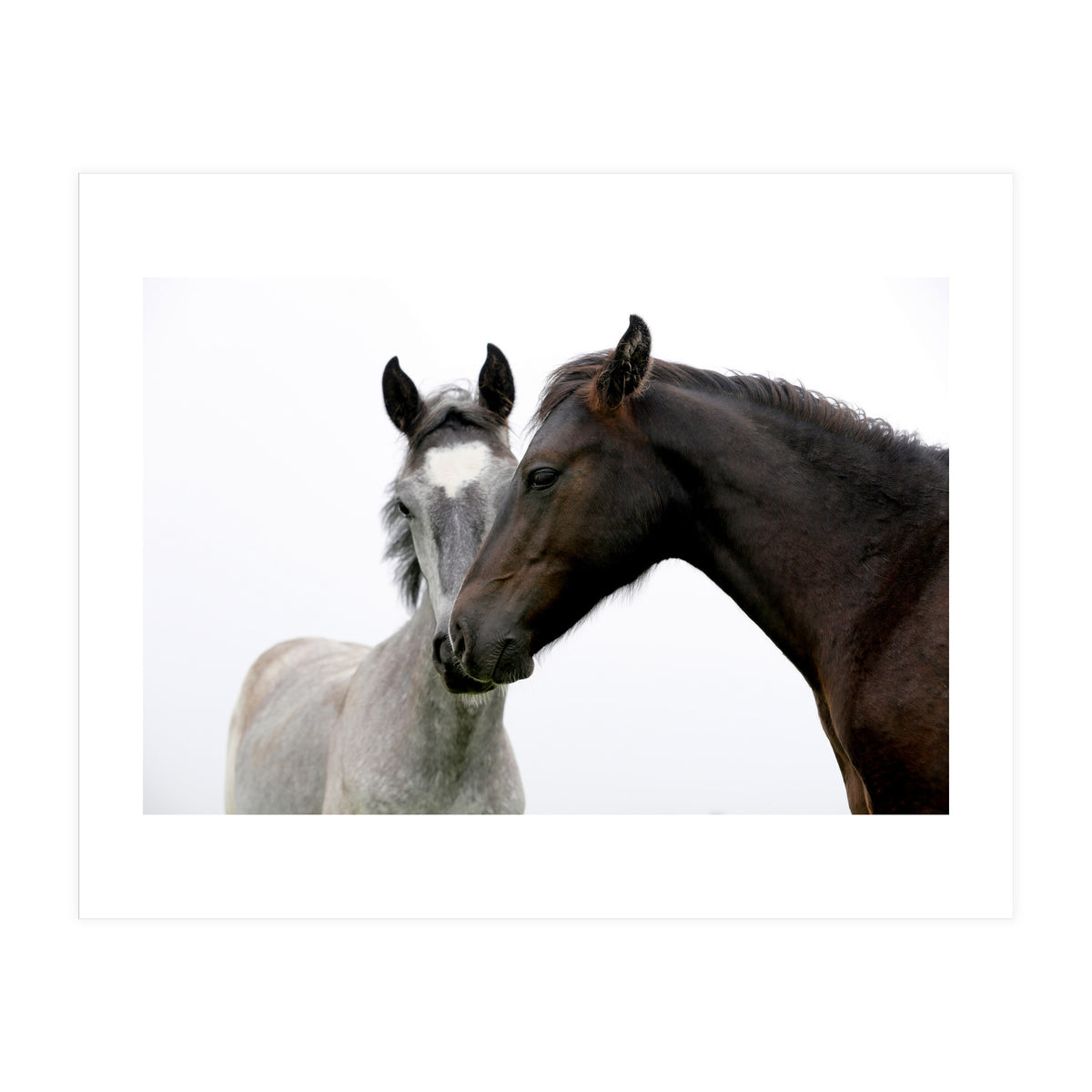 Two Horses (Print Only)