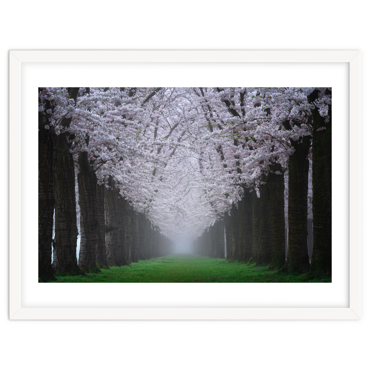 Cherry trees in the fog