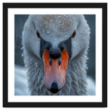 Close Up Of A Swan's Face With Water Droplets thumbnail