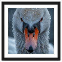 Close Up Of A Swan's Face With Water Droplets
